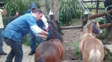 Vacunacion-Caballo-Encefalitis-01.jpg