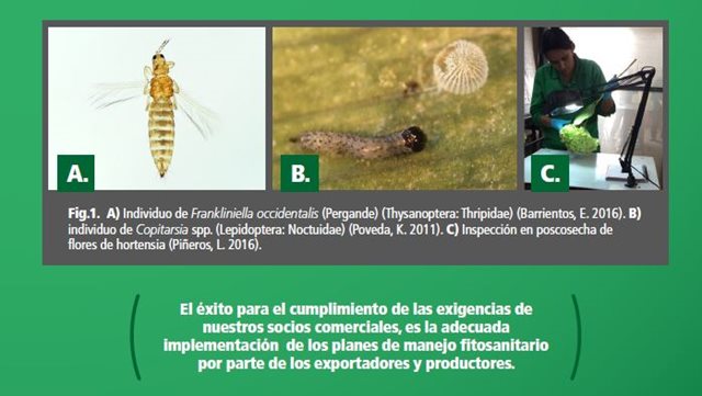 Trips, ácaros y polillas, plagas de atención prioritaria para los floricultores.