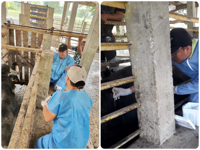 Foto-ICA-Prueba-Cervical-Comparativa-PCC-en-bufalos-de-Antioquia.jpg