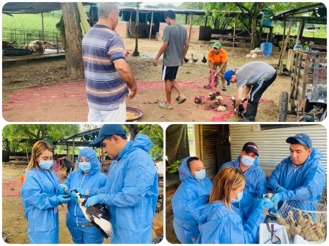 Foto-ICA-Vacunacion-y-muestreo-de-enfermedades-aviares-de-control-oficial-3.jpg