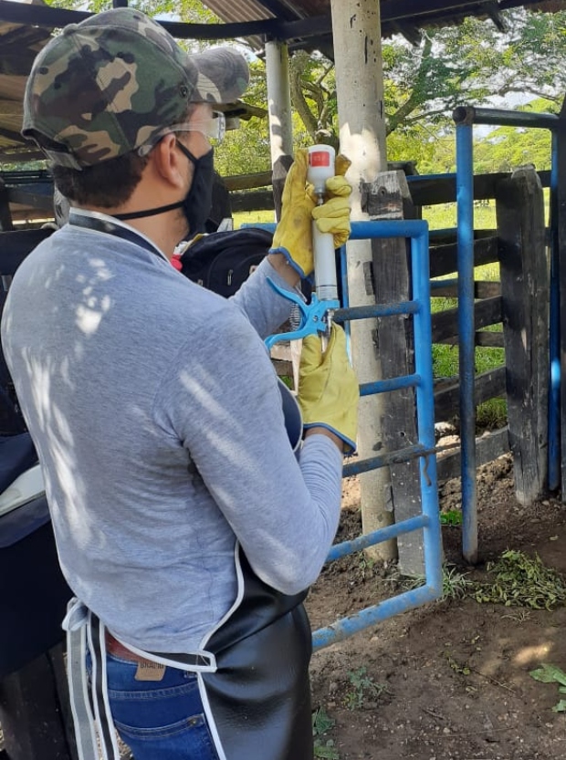 Foto-ICA-Vacunacion-aftosa-2.jpg