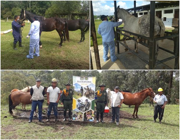 Foto-ICA-vacunacion-EEV-Cauca-1.jpg