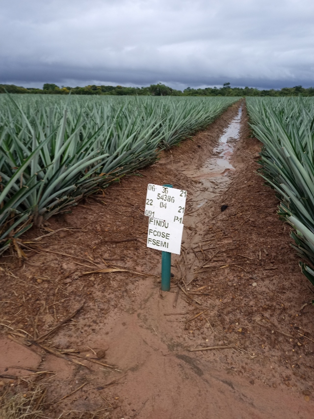 Foto-ICA-Los-cultivos-de-pina-del-Cesar-1.jpg