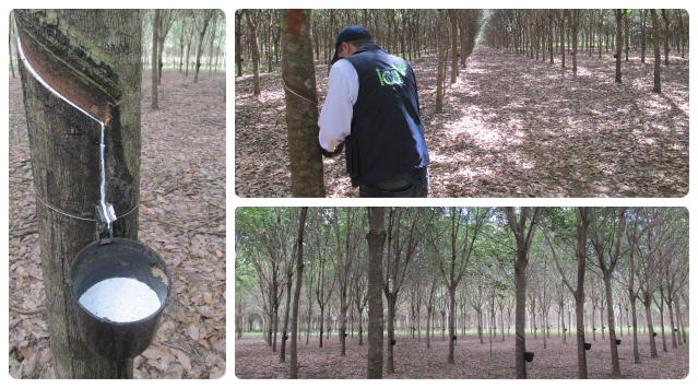 collage-foto-arboles-caucho-ica-1.jpg