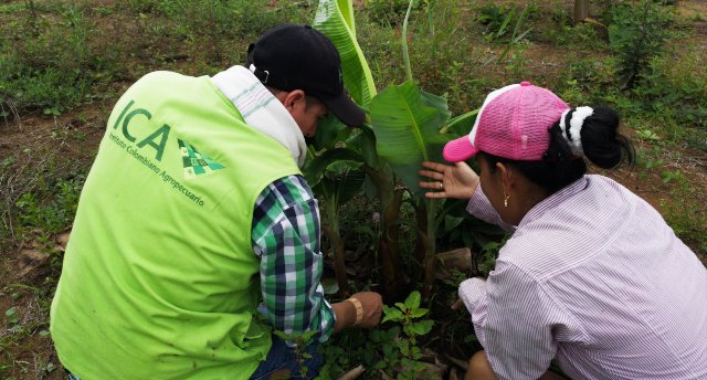 FOTO-2-ICA-INSPECCION-PLATANO-GUAVIARE-1.jpg