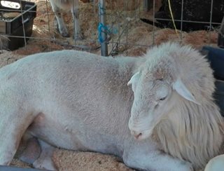 foto_5_feria_equina_ovina_cesar_vadeupar_ica_web_foto.jpg