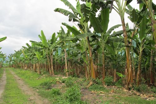 El ICA trabaja con entidades de investigación y la empresa privada para el fortalecimiento de los cultivos de banano y plátano en el país