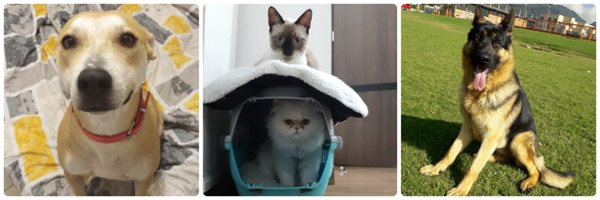 Si va viajar con su mascota al exterior debe cumplir con los requisitos establecidos por ICA