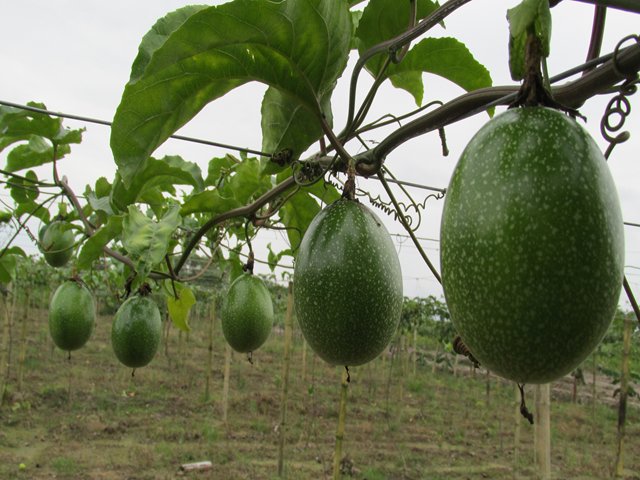 El ICA capacitó a productores de maracuyá en el Meta