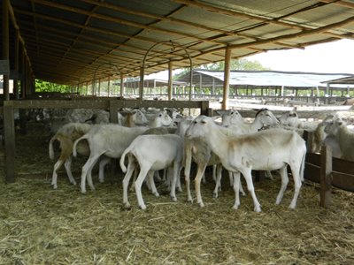 ovinos-guajira.JPG ovinos-guajira.JPG
