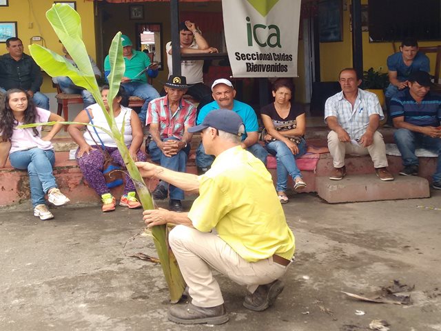 El ICA realizó taller de Manejo Integrado en Plagas y Enfermedades del Plátano en municipios de Caldas