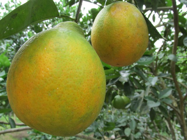 Autoridades, productores y gremios  unidos por la citricultura del oriente colombiano