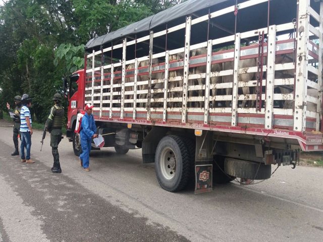 El ICA intensifica acciones de control a la movilización de los animales en el Meta