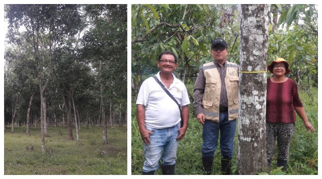 FOTO-COLLAGE-ICA-PREDIOS-FORESTALES-ARAUCA.jpg