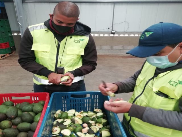 Productores de Risaralda trabajan por una producción de aguacate Hass competitiva y de calidad
