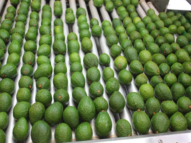 El aguacate Hass colombiano afianza su participación en el mercado de Los Estados Unidos 