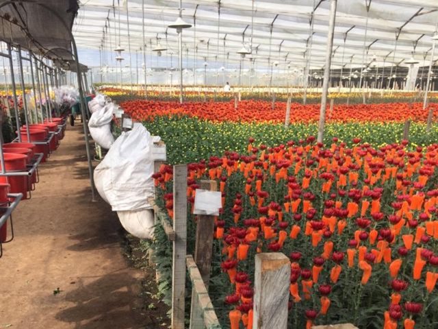 Ornamentales de Cundinamarca cumplen con los estándares de calidad para exportación 