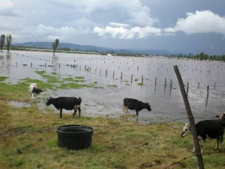 ICA facilita movilización de animales en valles de Ubaté