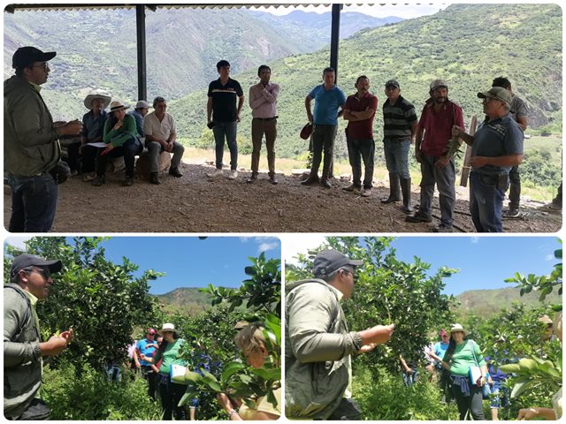 Productores de Boyacá aprenden con el ICA prácticas para prevenir plagas en sus cultivos citrícolas 