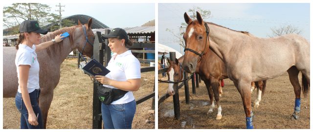 fotos-ICA-exposicion-equina-valle.jpg