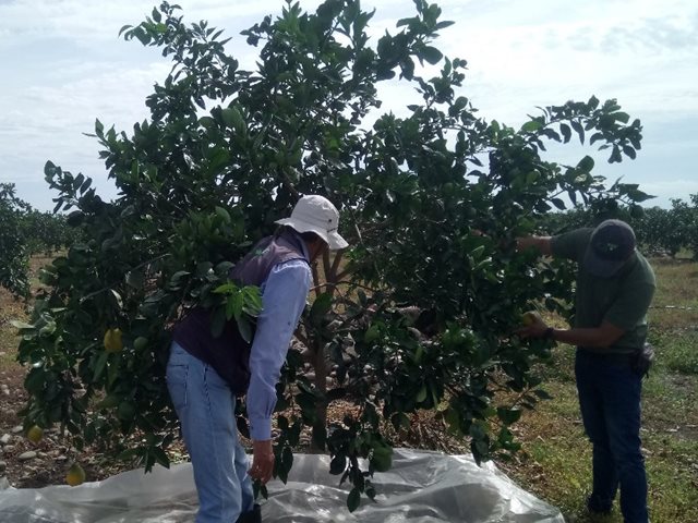 El ICA realizó vigilancia fitosanitaria a 481 hectáreas de frutales 