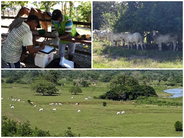 El ICA garantiza la inocuidad en la producción de carne en el Chocó