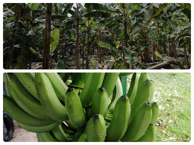 MinAgricultura confirmó que en Magdalena y Cesar no hay registro de aparición de Fusarium R4T