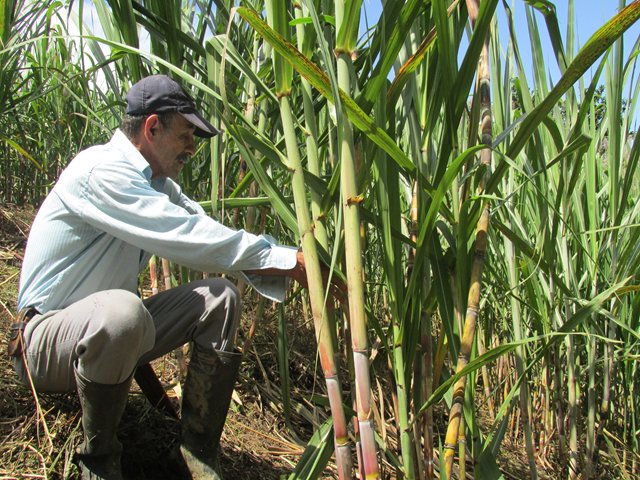 El ICA, apoya a productores de caña de azúcar y caña panelera en control de plagas