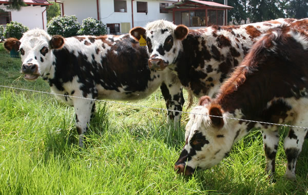 Ica certifica las dos primeras veredas en el país libres de brucelosis bovina
