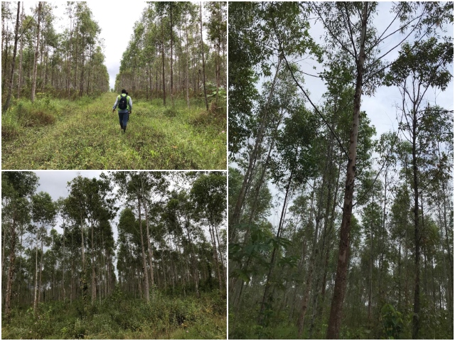 Control sanitario a plantación forestal con fines comerciales en Guaviare