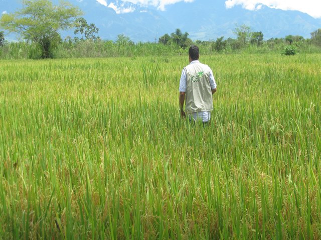 El ICA emite resolución que determina las fechas para siembra de arroz, maíz y soya en el Meta 