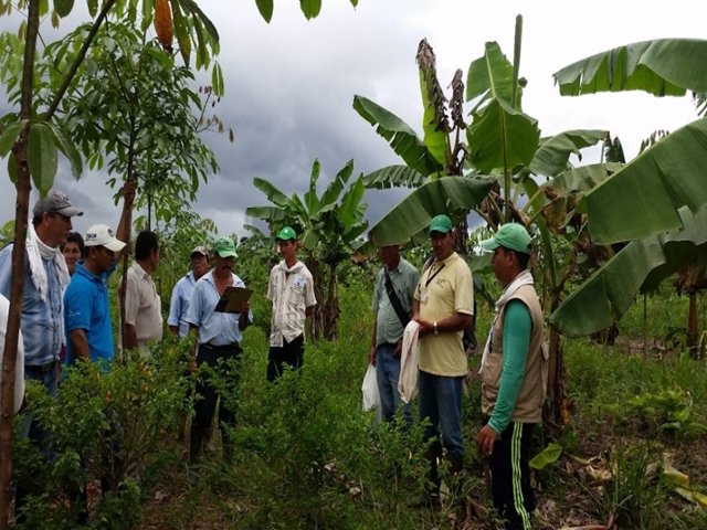 Productores de plátano del Guaviare reciben entrenamiento en manejo integrado de plagas y enfermedades  