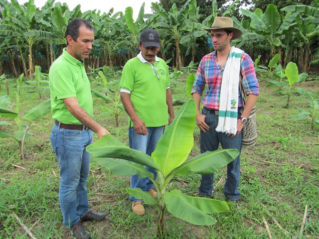 El Ministerio de Agricultura, el ICA y los bananeros firman convenio de asistencia fitosanitaria por cerca de $20.000 millones y unen esfuerzos para controlar la Sigatoka Negra en la zona bananera