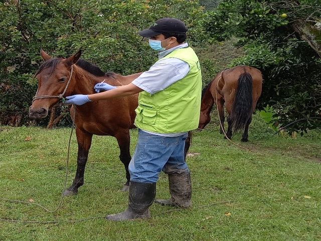 Vacunación contra la Encefalitis Equina Venezolana en Chaparral, Tolima 