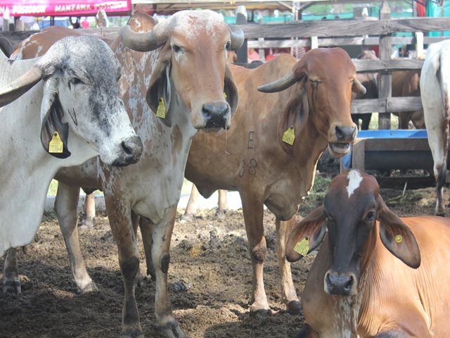 El ICA contra la rabia silvestre en Córdoba