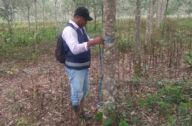 En el Guaviare, el ICA supervisa de manera permanente los cultivos forestales con fines comerciales