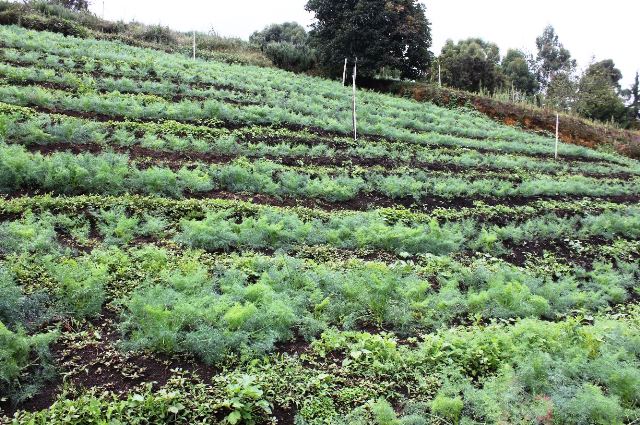 El ICA participó en mesa de trabajo de la cadena productiva de plantas aromáticas para exportación 