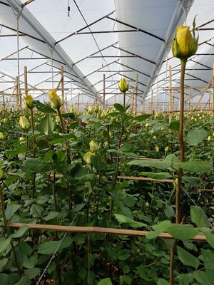 Flores-1.jpg