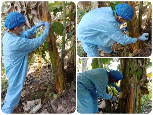 El ICA verifica estado fitosanitario de las plantaciones de musáceas del Cesar