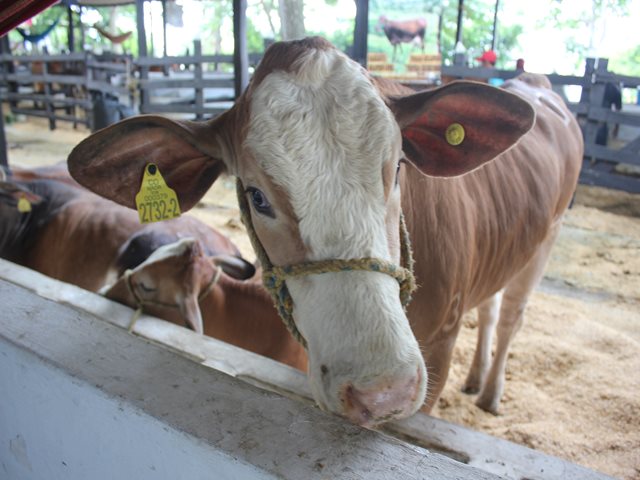 El ICA identificó y controló 3 focos de rabia silvestre en Casanare