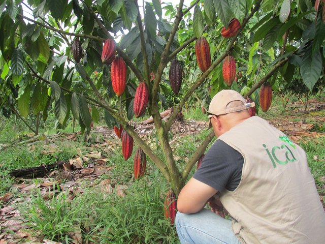 El ICA capacita a más de 130 cacaoteros en Boyacá