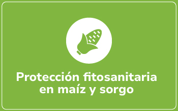 Maíz y Sorgo