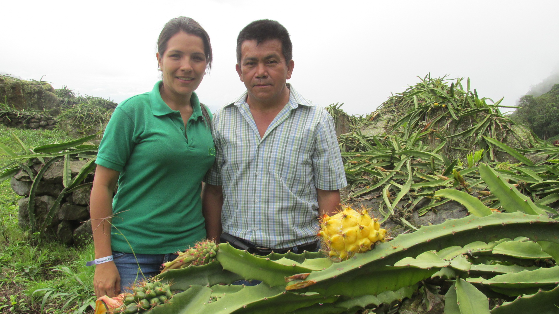 Pitaya-(2).JPG Pitaya-(2).JPG