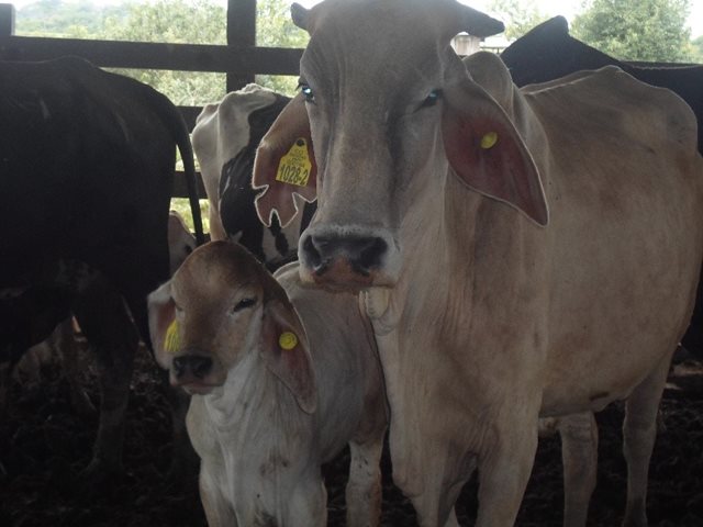 Bovinos del Putumayo, libres de brucelosis y tuberculosis bovina