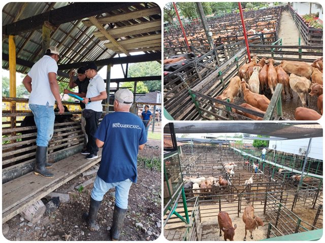 subastas ganaderas en el Bajo Cauca antioqueño. 