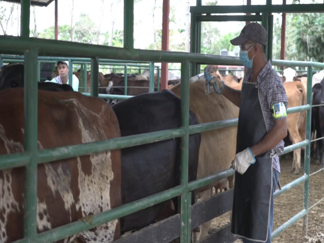 Campaña anti aftosa ha inmunizado a la fecha 21,8 millones de animales en 495.618 hatos ganaderos