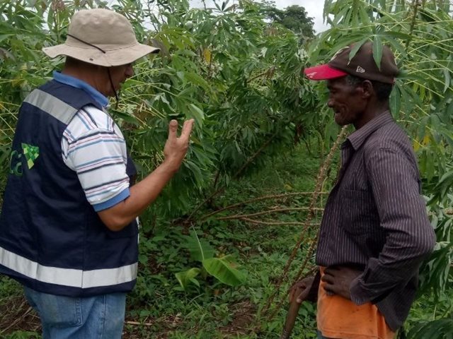 El ICA realizó actividades de vigilancia fitosanitaria en cultivos de yuca en el departamento de Bolívar