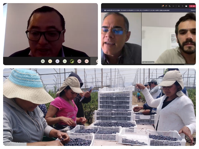 Conversatorio virtual ‘Hablemos con el ICA’ con Asocolblue y productores de arándanos.