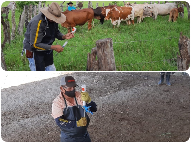 Supervisión de vacunación en Casanare