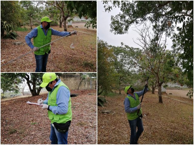 El ICA realiza rutas de monitoreo para moscas de la fruta exóticas en Bolívar